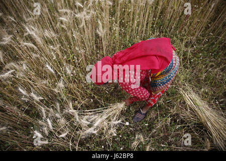 Kathmandu, Népal. 19 mai, 2017. Une agricultrice népalaise utilise une faucille à la récolte du blé à Kathmandu, Népal, le vendredi 19 mai, 2017. Credit : Skanda Gautam/ZUMA/Alamy Fil Live News Banque D'Images