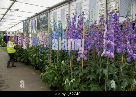 Londres, Royaume-Uni. 19 mai 2017. Delphiniums (Delphinium staphisagria). Les préparatifs vont bon train à la 2017 RHS Chelsea Flower Show qui s'ouvre au public le mardi. Photo : Images éclatantes/Alamy Live News Banque D'Images