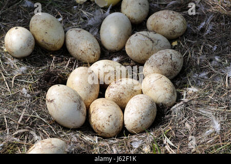 Broken et froid Nandou d'oeufs peuvent être vus dans un nid abandonné de l'oiseau près de Schattin, Allemagne, 11 mai 2017. La population sauvage de plus de nandou en Mecklembourg-Poméranie-Occidentale et le Schleswig-Holstein est limitée. En raison des dommages causés par l'oiseau exotique à l'agriculture, la manipulation des embrayages est admis. Les oeufs sont percés sur deux sites jusqu'à ce que le jaune soit atteint. Plus de 220 nandou vivent dans la région, provenant d'un peu d'animaux qui a éclaté d'une enceinte il y a plus de dix ans. Photo : Jens Büttner/dpa-Zentralbild/ZB Banque D'Images