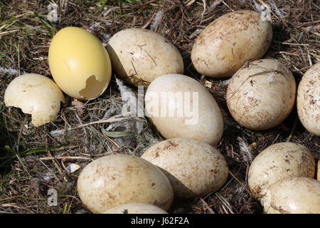 Broken et froid Nandou d'oeufs peuvent être vus dans un nid abandonné de l'oiseau près de Schattin, Allemagne, 11 mai 2017. La population sauvage de plus de nandou en Mecklembourg-Poméranie-Occidentale et le Schleswig-Holstein est limitée. En raison des dommages causés par l'oiseau exotique à l'agriculture, la manipulation des embrayages est admis. Les oeufs sont percés sur deux sites jusqu'à ce que le jaune soit atteint. Plus de 220 nandou vivent dans la région, provenant d'un peu d'animaux qui a éclaté d'une enceinte il y a plus de dix ans. Photo : Jens Büttner/dpa-Zentralbild/ZB Banque D'Images