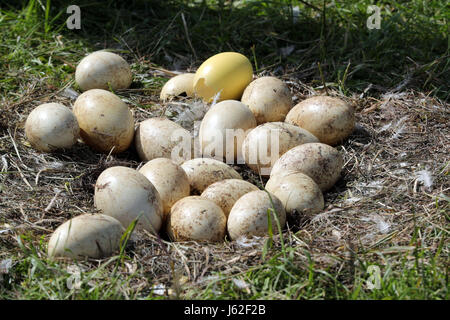 Broken et froid Nandou d'oeufs peuvent être vus dans un nid abandonné de l'oiseau près de Schattin, Allemagne, 11 mai 2017. La population sauvage de plus de nandou en Mecklembourg-Poméranie-Occidentale et le Schleswig-Holstein est limitée. En raison des dommages causés par l'oiseau exotique à l'agriculture, la manipulation des embrayages est admis. Les oeufs sont percés sur deux sites jusqu'à ce que le jaune soit atteint. Plus de 220 nandou vivent dans la région, provenant d'un peu d'animaux qui a éclaté d'une enceinte il y a plus de dix ans. Photo : Jens Büttner/dpa-Zentralbild/ZB Banque D'Images