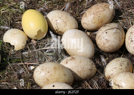 Broken et froid Nandou d'oeufs peuvent être vus dans un nid abandonné de l'oiseau près de Schattin, Allemagne, 11 mai 2017. La population sauvage de plus de nandou en Mecklembourg-Poméranie-Occidentale et le Schleswig-Holstein est limitée. En raison des dommages causés par l'oiseau exotique à l'agriculture, la manipulation des embrayages est admis. Les oeufs sont percés sur deux sites jusqu'à ce que le jaune soit atteint. Plus de 220 nandou vivent dans la région, provenant d'un peu d'animaux qui a éclaté d'une enceinte il y a plus de dix ans. Photo : Jens Büttner/dpa-Zentralbild/ZB Banque D'Images