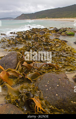 Moorina Bay sur Bruny Island Banque D'Images