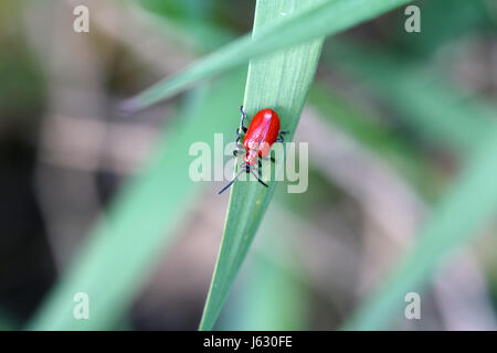 Red Lily beetle de ramper sur un brin d'herbe verte Banque D'Images