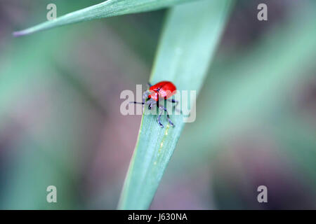 Red Lily beetle de ramper sur un brin d'herbe et regardant la caméra Banque D'Images