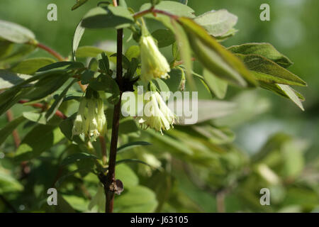 Fleurs jaunes délicates de la Honeysuckle sont comestibles sur une branche avec des feuilles vertes de l'essor Banque D'Images