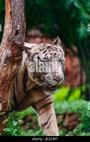 Libre un feu de tigre blanc à la flore vert avec un arrière-plan flou Banque D'Images