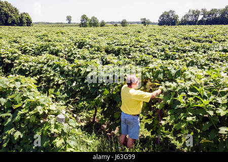 Michigan Berrien Springs,domaine Berrien Cellars,vignoble,raisin,ferme,domaine vin en bouteille,viticulture,homme hommes,vigneron,checks plantes,vigne Banque D'Images