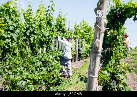 Michigan Baroda,The Round Barn Winery Distillery & Brewery,Hispanic man men male,ouvrier,travailleur,travailleurs,migrant,viticulture,raisins de vignoble,plantes,vin Banque D'Images