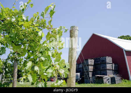 Michigan Fennville,Fenn Valley Vineyards & Wine Cellar,viticulture,raisins,fruits,plantes,hangar,caisses,grange,vignes,post,MI080715054 Banque D'Images