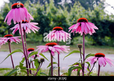 Traverse City Michigan,Leelanau Peninsula,Ciccone Vineyard and Winery,coneflewer,Echinacea purpurea,pourpre,plante médicinale,fleur,Rudbeckia,vignes,visite Banque D'Images