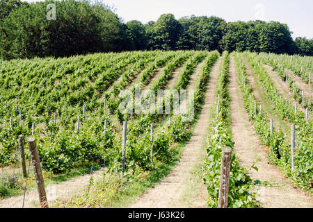 Michigan traverse City,Leelanau Peninsula,Chateau Fontaine,vignoble,vignes,raisins,trellis,raisins,plantes,ferme,domaine vin en bouteille,viticulture,tre Banque D'Images