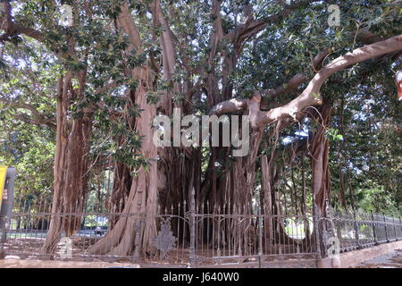Un banyan, également orthographié 'banian' est une vigne qui commence sa vie comme un épiphyte. immense Banyan Tree dans un parc à Palerme, Sicile. Banque D'Images