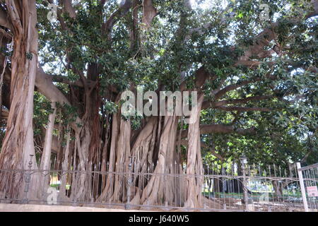 Un banyan, également orthographié 'banian' est une vigne qui commence sa vie comme un épiphyte. immense Banyan Tree dans un parc à Palerme, Sicile. Banque D'Images