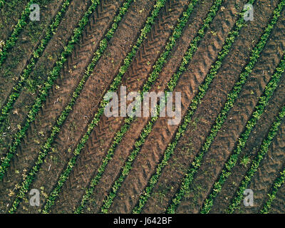 Vue aérienne du champ de soja agricoles cultivées, drone pov vue supérieure Banque D'Images