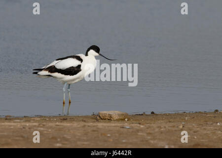 Avocette élégante Recurvirostra avosetta, oiseau unique, par l'eau, Suffolk, Mai 2017 Banque D'Images