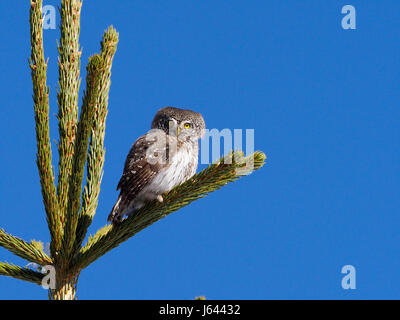 Chouette naine Glaucidium passerinum,, seul oiseau sur branche, Bulgarie, avril 2017 Banque D'Images