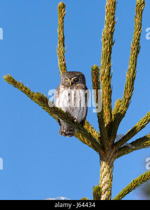 Chouette naine Glaucidium passerinum,, seul oiseau sur branche, Bulgarie, avril 2017 Banque D'Images