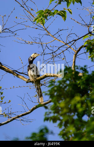 Pied Oriental calao (Anthracoceros albirostris) est niché au-dessus de la cime des arbres dans la jungle sur ciel bleu. Banque D'Images