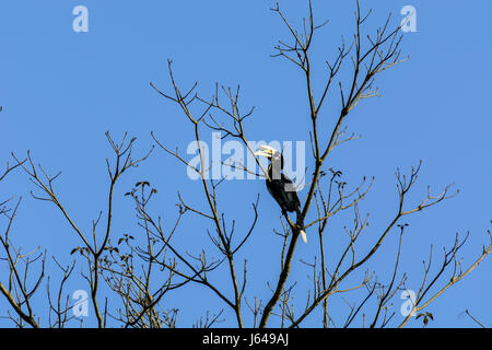 Pied Oriental calao (Anthracoceros albirostris) est niché au-dessus de la cime des arbres dans la jungle sur ciel bleu. Banque D'Images