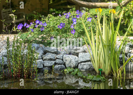 Un drapeau jaune Iris pseudacorus croissant dans un étang de jardin et le géranium JOHNSON'S blue en fleur sur les banques. Banque D'Images