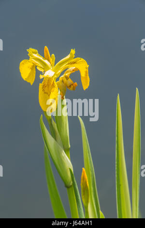 Iris pseudacorus croissant dans un étang de jardin, pavillon jaune iris. Banque D'Images