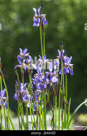 Iris sibirica Iris de Sibérie, de plus en plus, à côté d'un étang de jardin. Banque D'Images