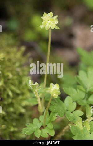 (Moschatel Adoxa moschatellina) poussant sur un plancher de bois Banque D'Images