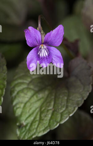 Chien commun-violette (Viola riviniana) Banque D'Images