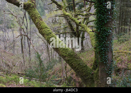 Arbre de chêne de moquette avec Moss et ivy dans un caduques dans le parc national de Snowdonia, le Pays de Galles Banque D'Images