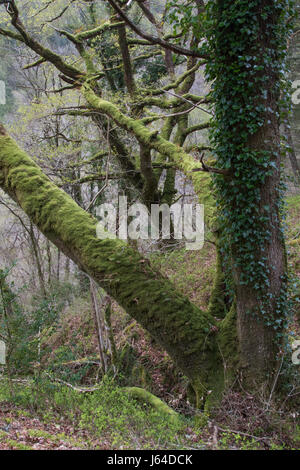 Arbre de chêne de moquette avec Moss et ivy dans un caduques dans le parc national de Snowdonia, le Pays de Galles Banque D'Images