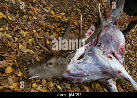 Chasseur animal deer chasse re masculin mâle chasse gibier mort sang butcher Banque D'Images