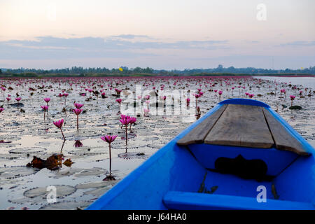 L'eau de rose et de lys bleu bateau à 'Red Lotus Mer' (Talay Bua Daeng), Kumphawapi, Udon Thani, Thaïlande province. Banque D'Images