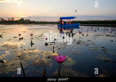 Pink water lilly et bleu bateau à 'Red Lotus Mer' (Talay Bua Daeng), Kumphawapi, Udon Thani, Thaïlande province. Banque D'Images