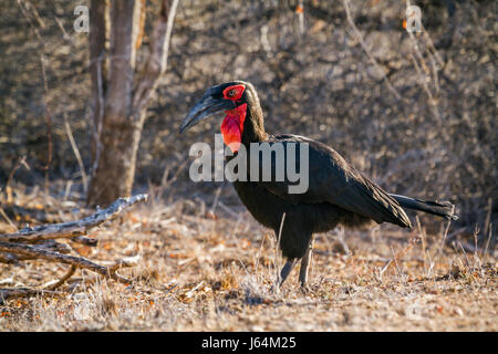 Calao terrestre du sud dans le parc national Kruger, Afrique du Sud ; Espèce Bucorvus leadbeateri famille des Bucerotidae Banque D'Images