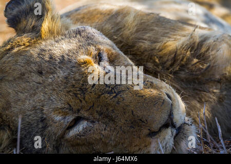 Lionne d'Afrique dans le parc national Kruger, Afrique du Sud ; espèce Panthera leo de la famille des Félidés Banque D'Images