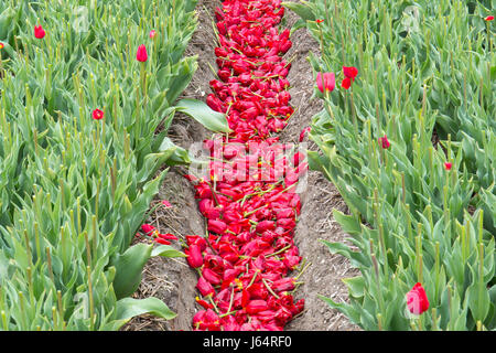 Close-up d'un champ de tulipes hollandais peu après les tulipes ont été coupés Banque D'Images