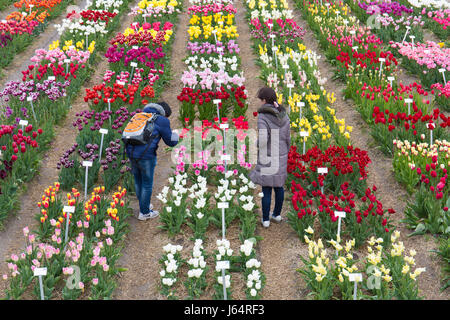 Deux touristes asiatiques (femelles) sont à prendre des photos des tulipes dans un tulipfield Banque D'Images