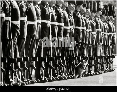 Parade d'adieu pour les rats le Corgi-terrier mascotte du !er bataillon Welsh Guards, à Pirbright Barracks en 1980. Le rat fait partie de plusieurs tours de service en Irlande du Nord pendant les années 70 sous le feu à plusieurs reprises alors qu'il patrouillait dans la région de Crossmaglen, il n'a jamais quitté les patrouilles, même quand il a été tiré sur ou lorsque des bombes ont explosé à proximité. Il a été blessé deux fois par des voitures piégées qui a laissé quatre morceaux de métal dans son corps. Il a siégé à des patrouilles d'hélicoptères en 1979 et a remporté une médaille d'or pour son dévouement au devoir. Il était à la retraite à l'Angleterre pour des raisons de santé. Banque D'Images