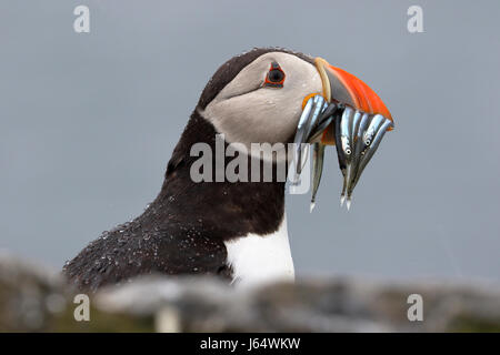Macareux moine (Fratercula arctica) avec un projet de loi plein de lançon, ce sont la nourriture pour un jeune oiseau dans un nid burrow Banque D'Images