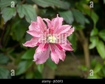 Gros plan d'une seule fleur de Clematis montana Marjorie Banque D'Images