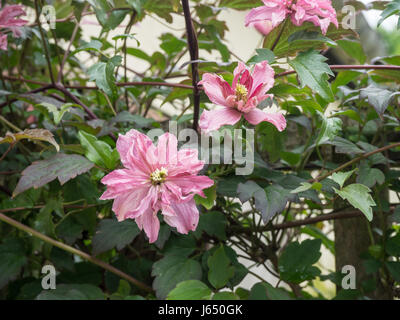 Close up des fleurs de Clematis montana Marjorie Banque D'Images