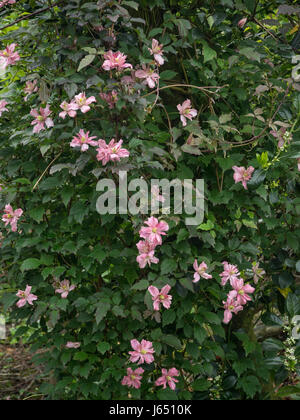 Clematis montana Marjorie sur fleur Banque D'Images