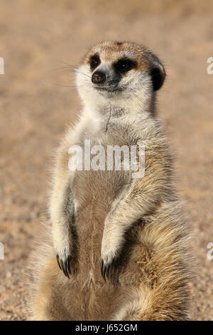 Meerkat Banque D'Images