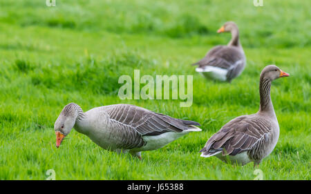 Quelques oies cendrées (Anser anser) de l'herbe dans un champ au printemps dans le West Sussex, Royaume-Uni. Banque D'Images