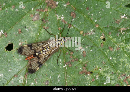 Skorpionsfliege Skorpions-Fliege Weibchen,,, Panorpa communis, commun scorpionfly, femme, Skorpionsfliegen scorpionflies, Panorpidae, Banque D'Images