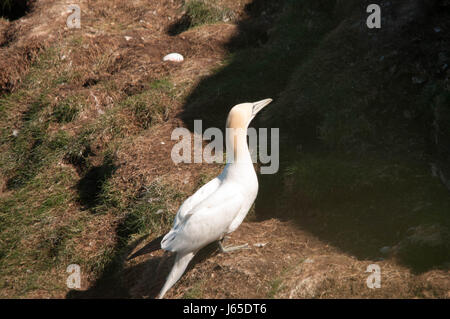 Gannet unique Banque D'Images