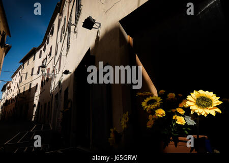 MASSA MARITTIMA, ITALIE - 14 mai 2017 : la Toscane, fleurs jaunes dans la rue de la liberté, ville médiévale de Massa Marittima en Italie Banque D'Images