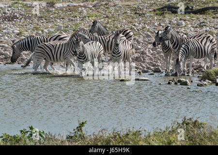 La Namibie, le Parco di : Etosha zèbre de Burchell (Equus quagga di burchellii). La Namibie, Etosha NP : zèbres de Burchell Banque D'Images