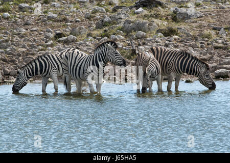 La Namibie, le Parco di : Etosha zèbre de Burchell (Equus quagga di burchellii). La Namibie, Etosha NP : zèbres de Burchell Banque D'Images